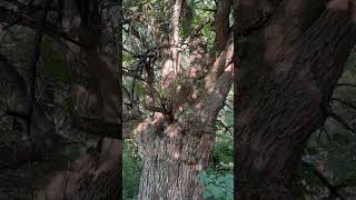 Maclura Pomifera 350 year old giant with very large 5 line skinks resting at home [upl. by Aurore]