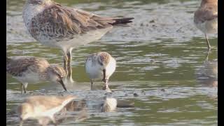 SpoonBilled Sandpiper Pak Thale Thailand 20240113 [upl. by Oinotna851]