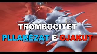 TROMBOCITET  PLLAKEZAT E GJAKUT 3D [upl. by Haraf]