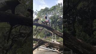 Balancing act while cutting branch of trees fallentree trunks blocking treebranch cutting [upl. by Anuahsat]