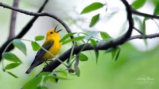 Prothonotary Warbler Portrait [upl. by Sadye872]