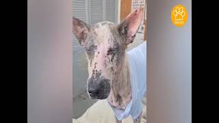 Abandoned Dog was Found Wandering alone with a Leash on His Neck and He Has Severe Sarcoptic Mange [upl. by Lenna]