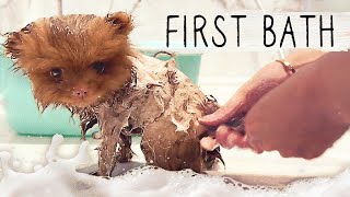 Puppys first bath and getting to know other pets [upl. by Eidnar120]