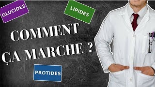 Glucides Lipides Protides  A Quoi Ça Sert [upl. by Iroj]