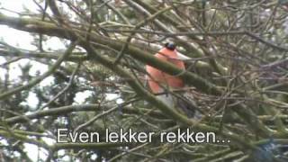 Goudvink in tuin 2010 bullfinch Pyrrhula pyrrhula [upl. by Dianthe]