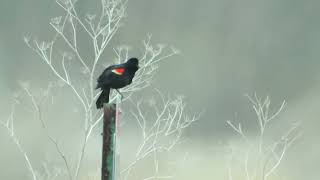 RedWinged Blackbird Sings His Song [upl. by Bonina]