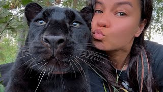 Luna the panther is a helper in all matters😁 A day of pleasant news☺️ENG SUB [upl. by Inessa]