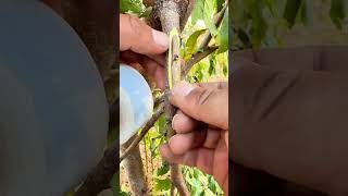 Grafting for Gardeners grafting diy garden gardening plants satisfying nature shorts [upl. by Montagna]