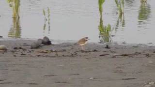 CHORLO DE COLLAR Charadrius collaris [upl. by Ralston311]