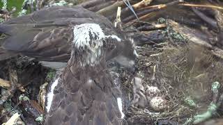 Cywion 12 Glaslyn Chicks 12 [upl. by Eellek]