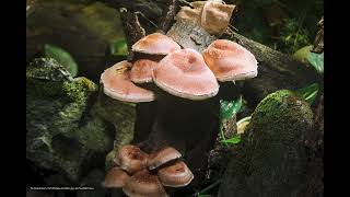 Shiitake Mushroom Growing Timelaspe  椎茸 56 [upl. by Radmilla245]