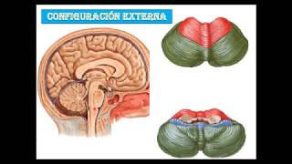 Anatomia del cerebelo [upl. by Pack429]