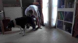 Vidéo 6 Réhabilitation canine Looh Réapprendre à marcher [upl. by Kore359]