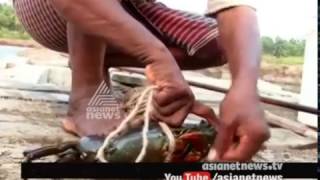 Success story of Crab farming by Ramachandran in Thrissur [upl. by Anelehs]