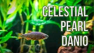 Celestial Pearl Danios – Best Nano Fish for Planted Tanks [upl. by Adahs506]