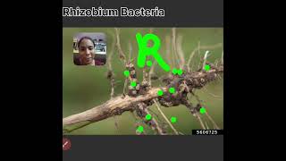 Microbes in human welfare  Rhizobium Bacteria in Leguminacea family  Class 12th By Jyoti📖📚👍 [upl. by Wolfie]