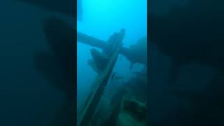 Large Cod hanging out around an old steam ship propeller off of Plymouth scubadiving plymouth [upl. by Gothard935]