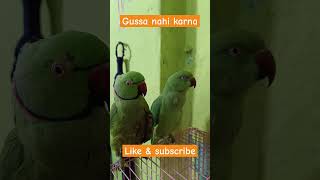 Mitthu gussa nahi karna parrot parrotlover parrottalking shorts [upl. by Estella]