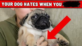 8 Things Your Dog Hates About You  You Would NEVER Suspect [upl. by Ellehcal]