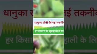 Targa super herbicide fertilizer agriculture viralvideo vairalshort nature [upl. by Nyrok832]