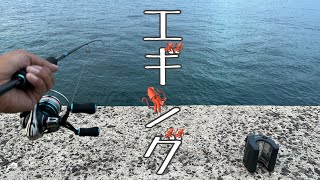 【魚釣り】 まだまだ狙えるアオリイカ！オイラでも釣れるかな？ [upl. by Anyaj]