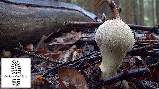 Pilze FlaschenStäubling  FlaschenBovist vs Knollenblätterpilz [upl. by Kaliope201]