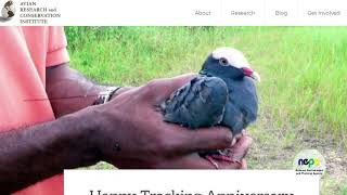 World Wildlife Day White Crowned Pigeon [upl. by Cherri960]