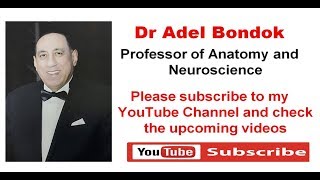 Subscribe to Dr Adel Bondok Channel [upl. by Nimesay498]