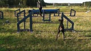 Practicing Agility with German Pinscher [upl. by Atiuqahc]