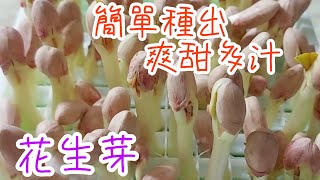 【如何種植花生芽】 種花生芽的方法 │種植新手🖐在家也能種出🏡清甜爽脆的花生芽 How to grow peanut sprouts at home [upl. by Ytsirt]