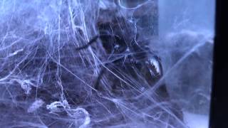 Macrothele gigas Japanese funnel web spider [upl. by Ttennaej793]