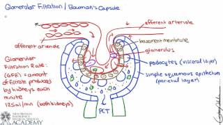 Bowmans Capsule [upl. by Krischer158]