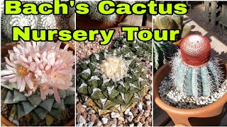 Bachs Cactus Nursery Tour  Rare Cactus and Succulent Shopping Tucson Arizona [upl. by Alracal]