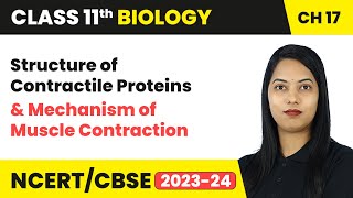 Structure of Contractile Proteins amp Mechanism of Muscle Contraction  Class 11 Biology Ch 17  CBSE [upl. by Jose]