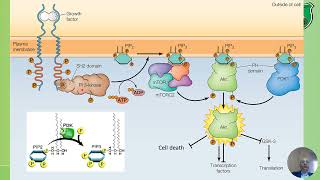 Cell 8 Examples of signaling pathways and dynamics of signaling 2024 2025 [upl. by Ahsaercal]