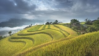 Rice Terrace Fields in Mu Cang Chai Vietnam🌾 [upl. by Mirak590]