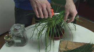 How To Produce Chives [upl. by Ahsek]