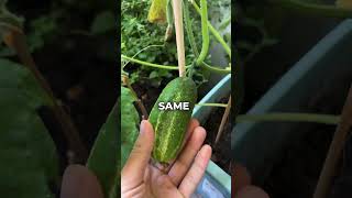 How To Grow Cucumbers [upl. by Norrahs]