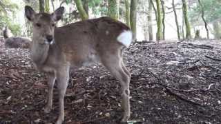 Deer screaming [upl. by Enelram]