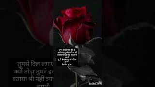 new love shayari ♥️ gulab shayari 🌹 [upl. by Huldah657]