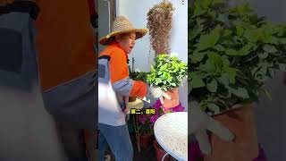 花卉绿植盆栽栀子花栀子花养护，其实主要就是水，不能缺水 [upl. by Sitruc533]