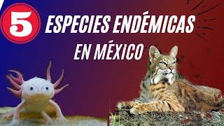 ESPECIES ENDÉMICAS MEXICANAS [upl. by Mandeville491]