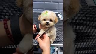 Small Pomeranian Dog Price In India  Teacup Pomeranian videos  pocket dogs in India india viral [upl. by Nozicka980]