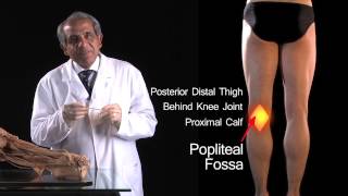 Popliteal Fossa  Boundaries amp Contents  Anatomy Tutorial [upl. by Etnauj]