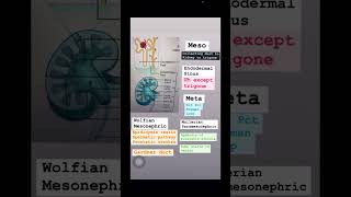 Embryology renal system usmlestep neetpgpreperation anatomy medicalstudent inicet usmlestep [upl. by Neztnaj]