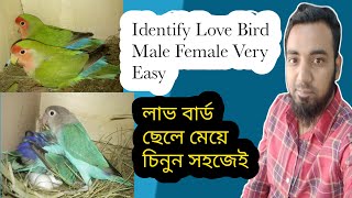 How To Identify Love Bird Male Female  লাভ বার্ড ছেলে মেয়ে কিভাবে চিনবেন। [upl. by Chilson]