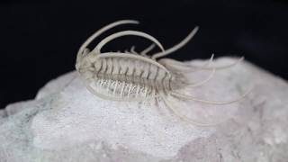 Insane Boedaspis Trilobite From FossilEracom [upl. by Vinni327]