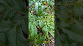 Elephant foot yam plant  सूरन का पेड़ [upl. by Lada]