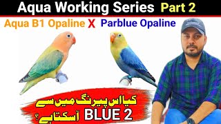 Aqua b1 Opaline X Parblue Opaline  Love Bird  Birds  Welcome Aviary Official [upl. by Lord]