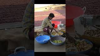 arecanutcultivation arecanut processing unitmallapura [upl. by Salena]